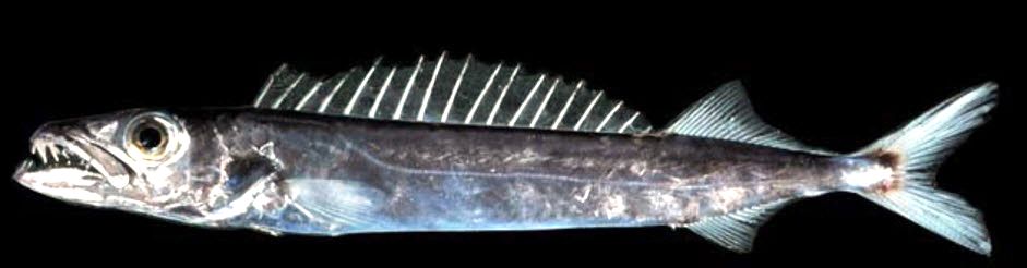 Promethichthys prometheus_05.jpg